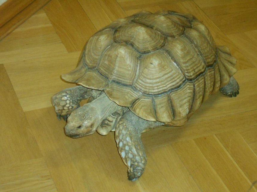 Sommerfest im DRK Pflegeheim Nordhausen