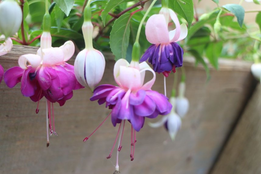 4. Fuchsienschau in der Nordh&auml;user Traditionsbrennerei