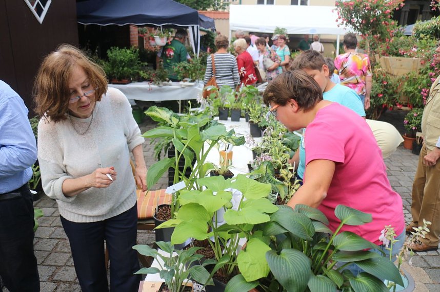 4. Fuchsienschau in der Nordh&auml;user Traditionsbrennerei