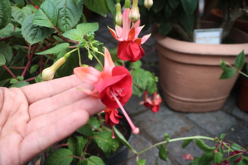 4. Fuchsienschau in der Nordh&auml;user Traditionsbrennerei