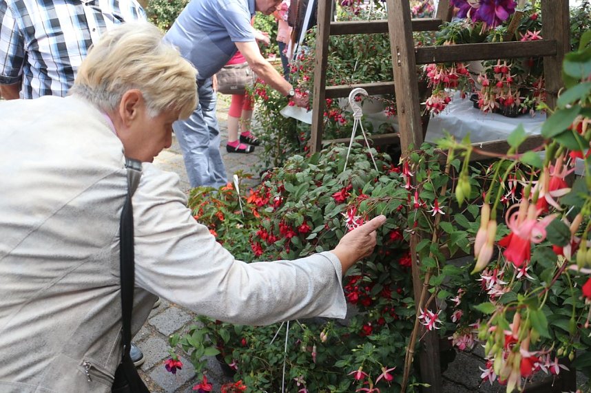 4. Fuchsienschau in der Nordh&auml;user Traditionsbrennerei