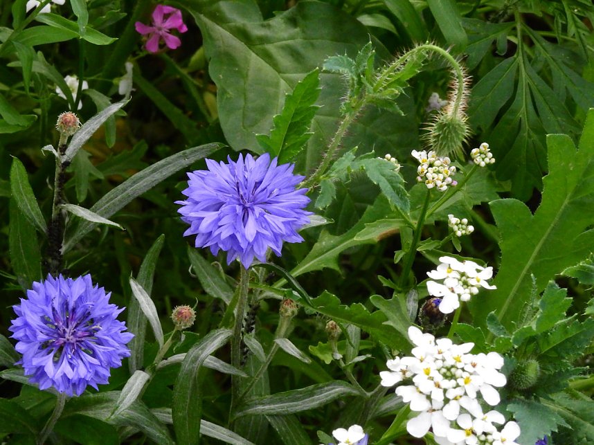 Bl&uuml;hende Landschaften in der T&ouml;pferstra&szlig;e