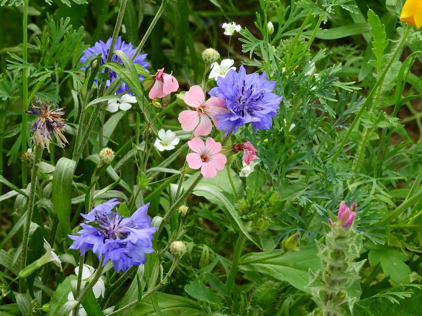 Bl&uuml;hende Landschaften in der T&ouml;pferstra&szlig;e
