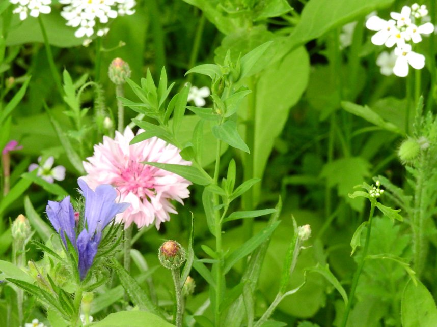 Bl&uuml;hende Landschaften in der T&ouml;pferstra&szlig;e