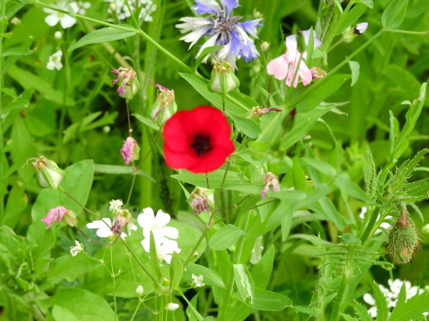 Bl&uuml;hende Landschaften in der T&ouml;pferstra&szlig;e