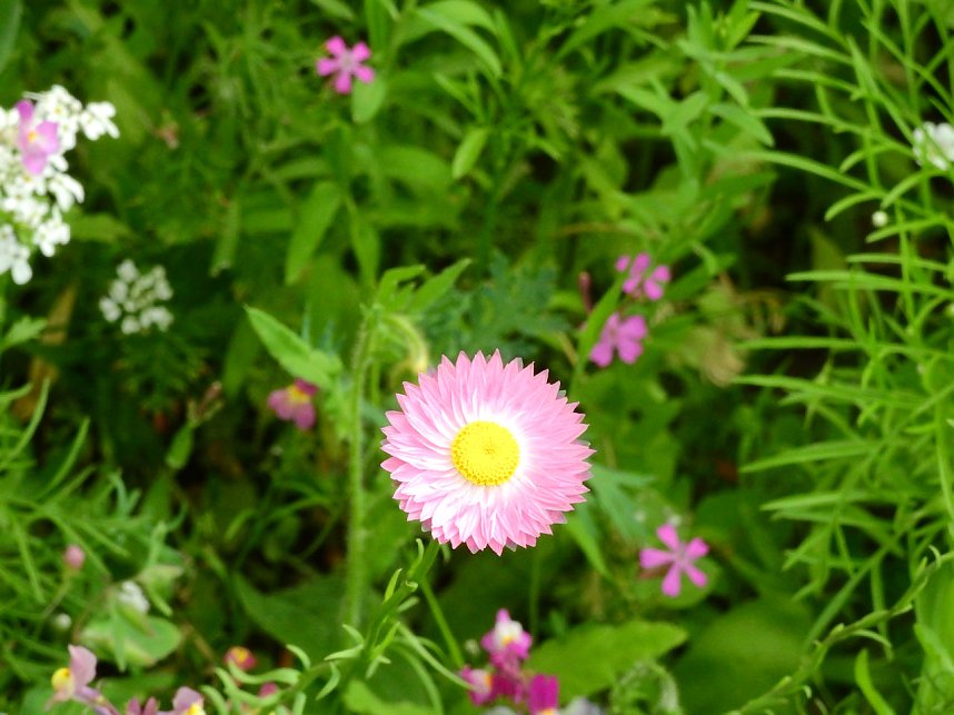 Bl&uuml;hende Landschaften in der T&ouml;pferstra&szlig;e