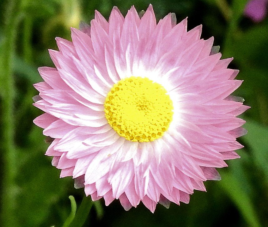 Bl&uuml;hende Landschaften in der T&ouml;pferstra&szlig;e