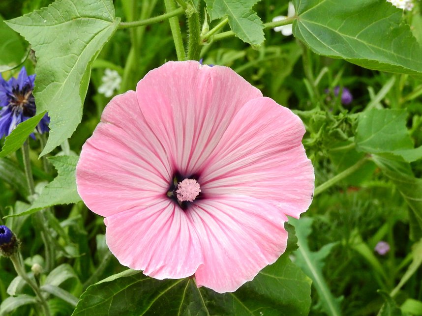 Bl&uuml;hende Landschaften in der T&ouml;pferstra&szlig;e