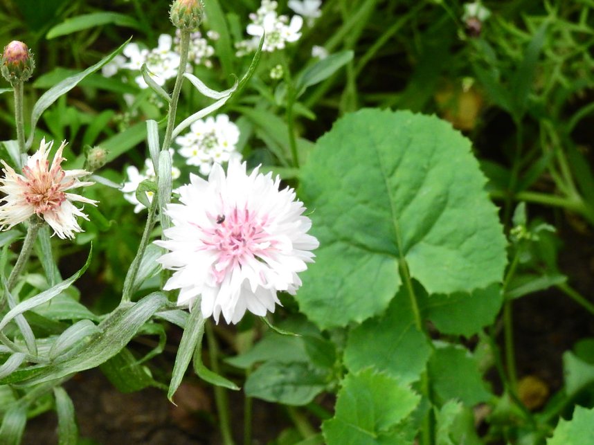 Bl&uuml;hende Landschaften in der T&ouml;pferstra&szlig;e