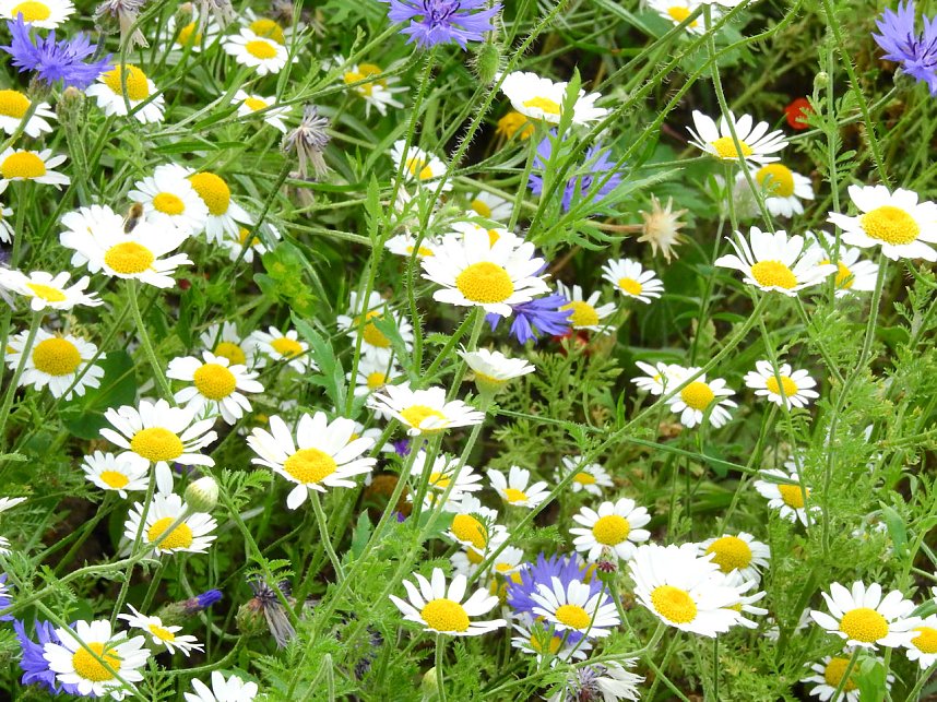 Bl&uuml;hende Landschaften in der T&ouml;pferstra&szlig;e