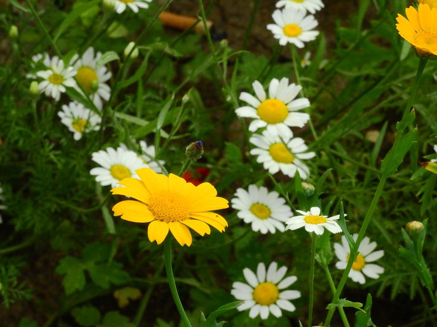 Bl&uuml;hende Landschaften in der T&ouml;pferstra&szlig;e