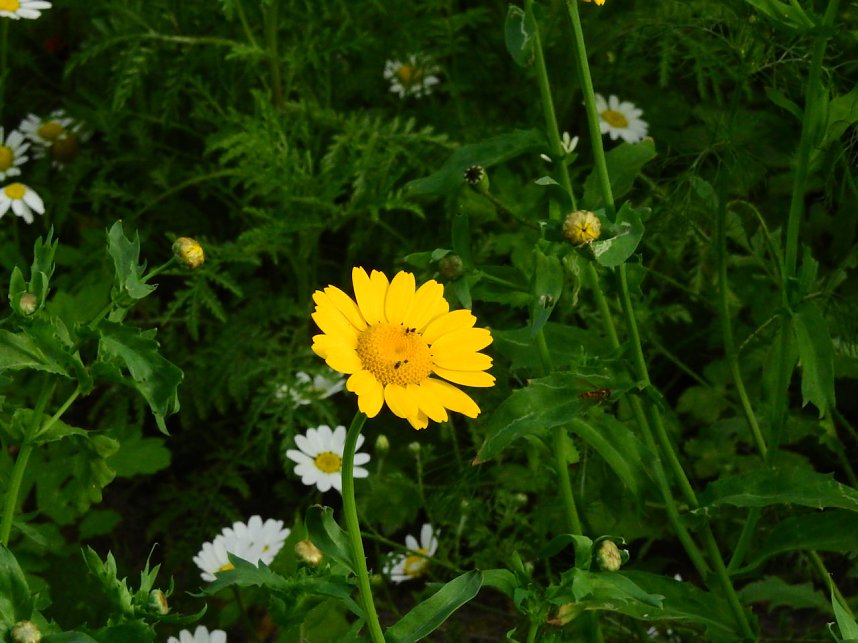Bl&uuml;hende Landschaften in der T&ouml;pferstra&szlig;e