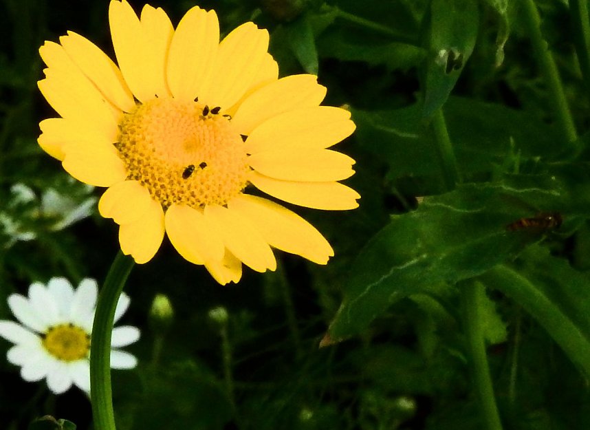 Bl&uuml;hende Landschaften in der T&ouml;pferstra&szlig;e