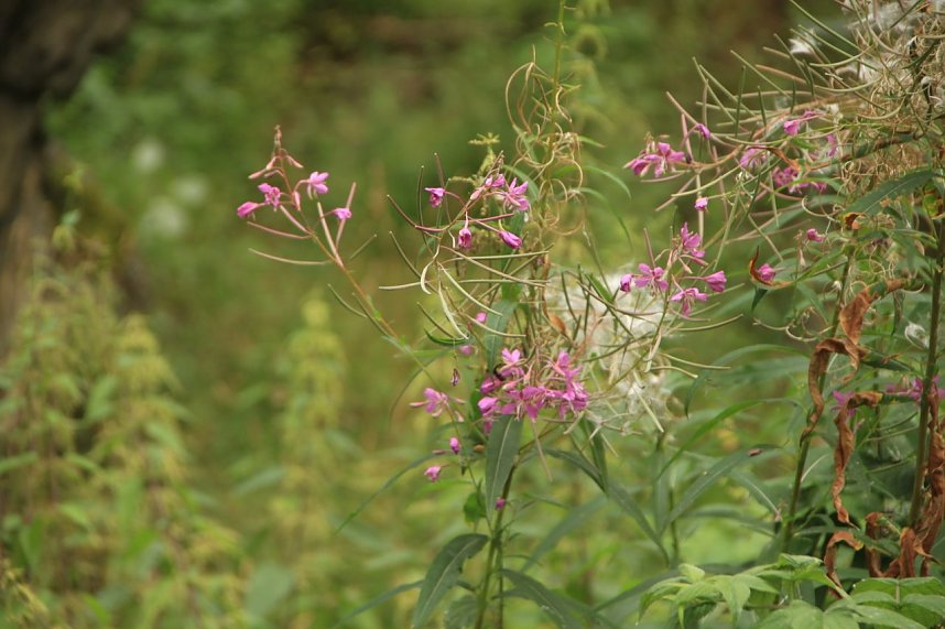 Offene G&auml;rten im Landkreis Nordhausen