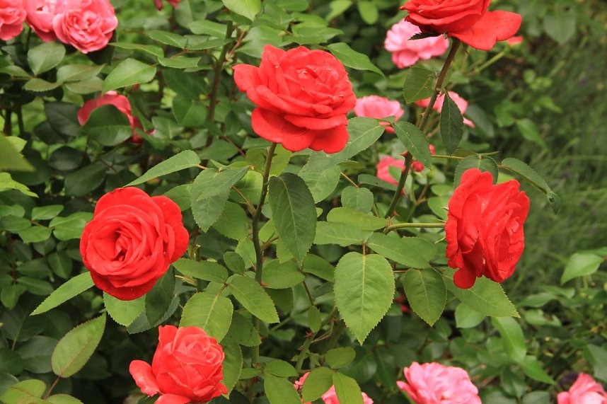 Offene G&auml;rten im Landkreis Nordhausen