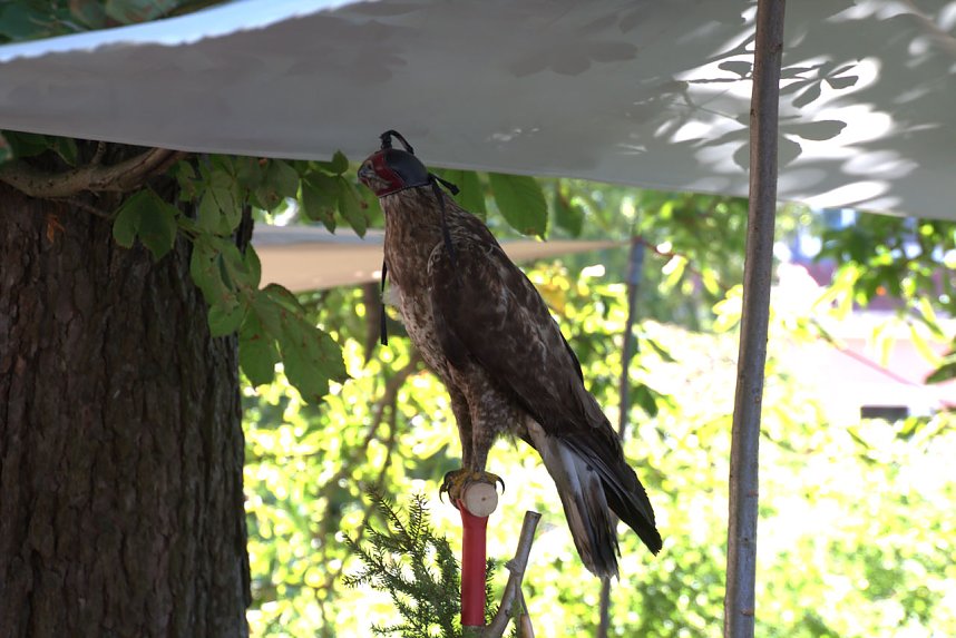 Altstadtfest 2016 - der Sonntag