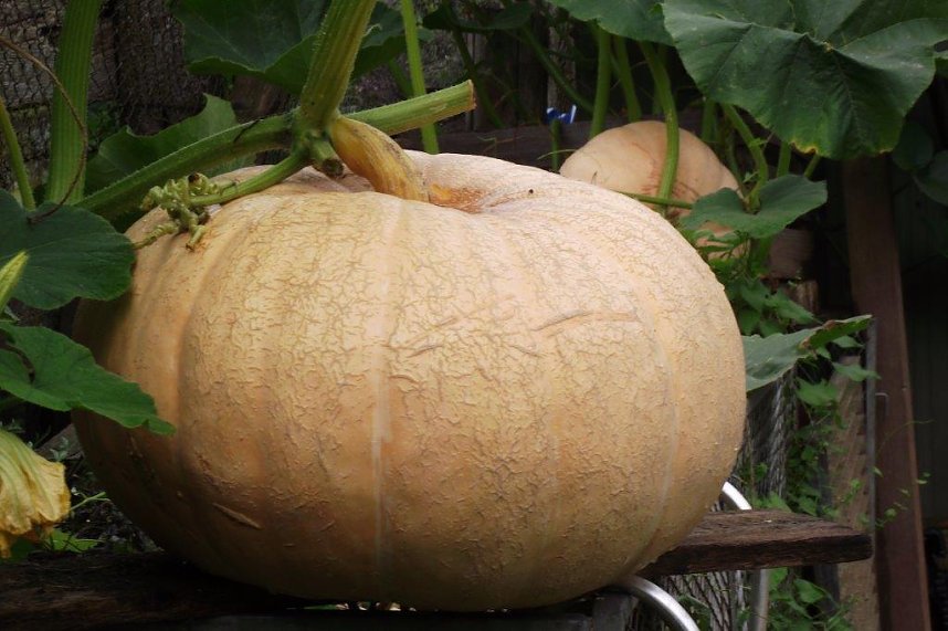 K&uuml;rbisse d&uuml;rfen nicht fehlen � f&uuml;r die Enkelkinder zu Halloween.
