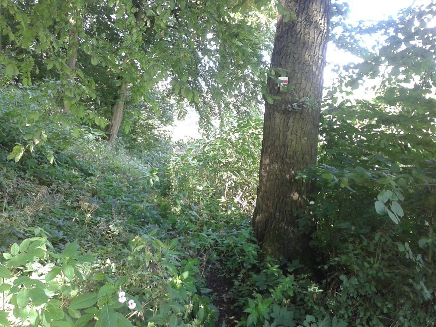 Ein Wanderweg w&auml;chst zu