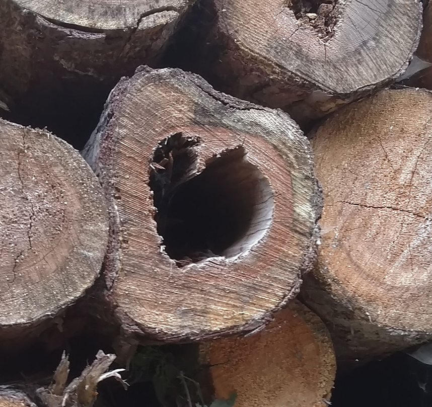 Am Nordh&auml;user Kuhberg