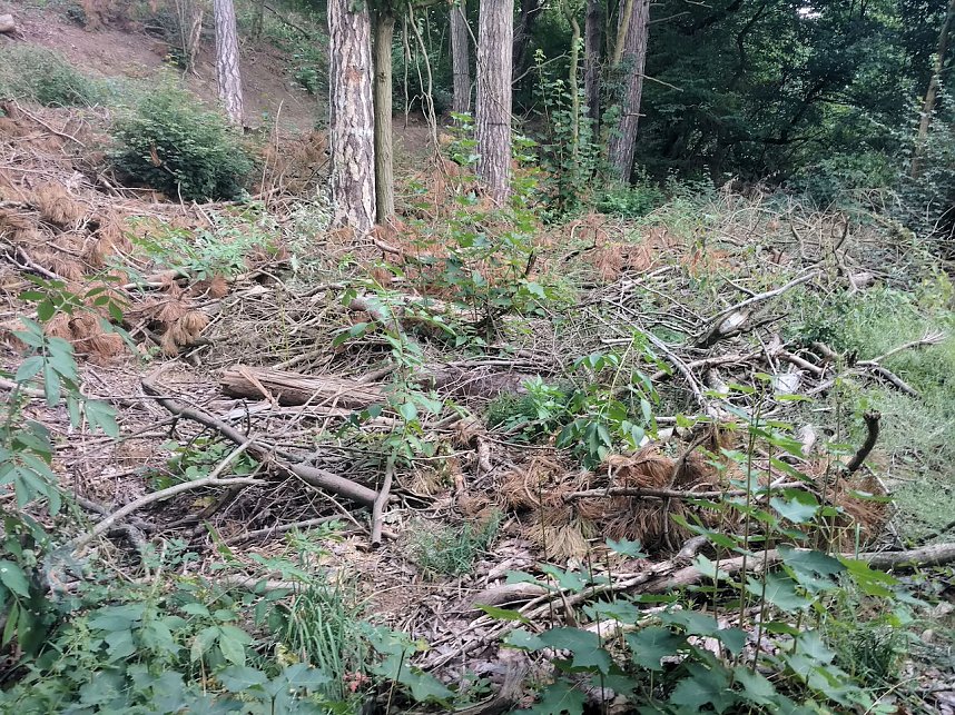 Am Nordh&auml;user Kuhberg