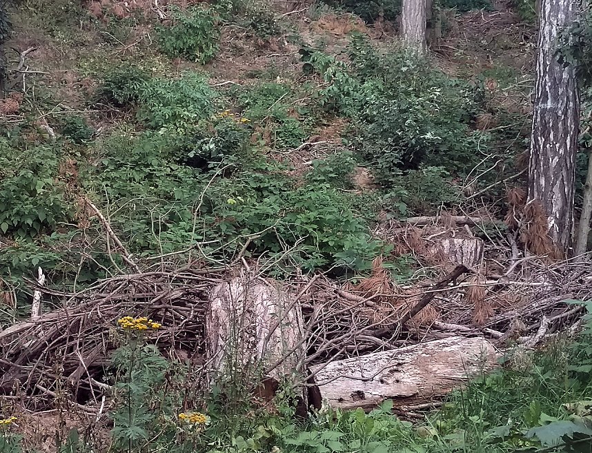 Am Nordh&auml;user Kuhberg