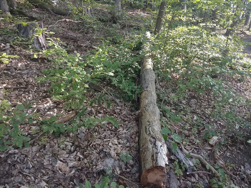 Am Nordh&auml;user Kuhberg