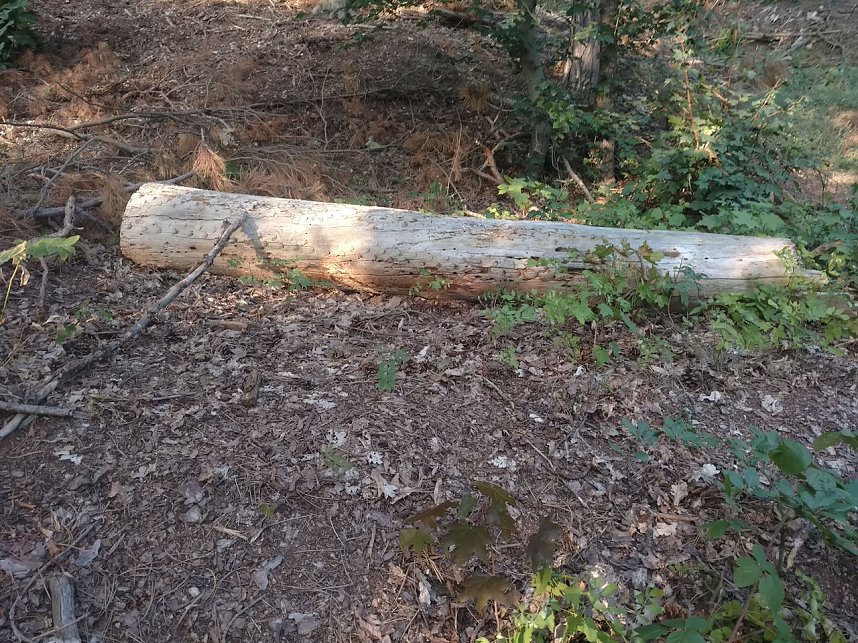 Am Nordh&auml;user Kuhberg