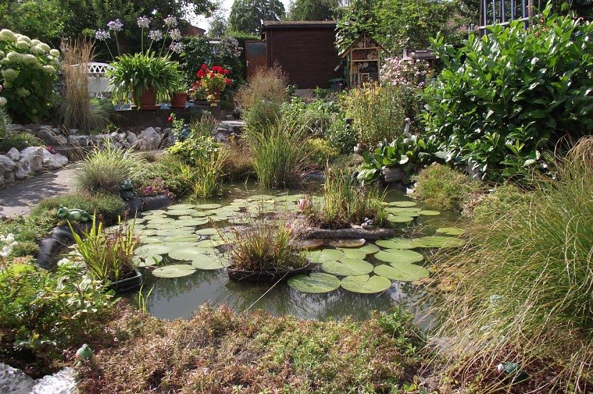Der Seerosenteich. Hier f&uuml;hlt sich Froschweibchen Kermelinchen wohl.