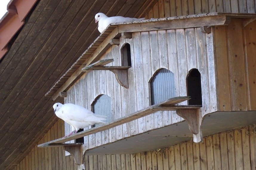 Ein Besuch auf der Forst-Farm