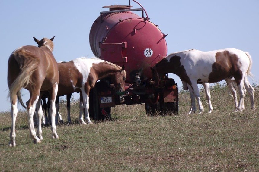 Ein Besuch auf der Forst-Farm