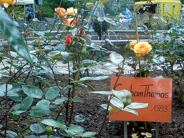 Fest f&uuml;r die K&ouml;nigin