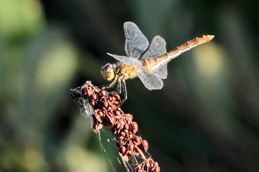 Badespa&szlig; am See