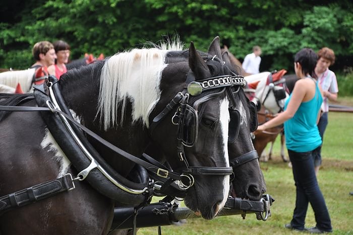 Ponyfest W&uuml;lfingerode