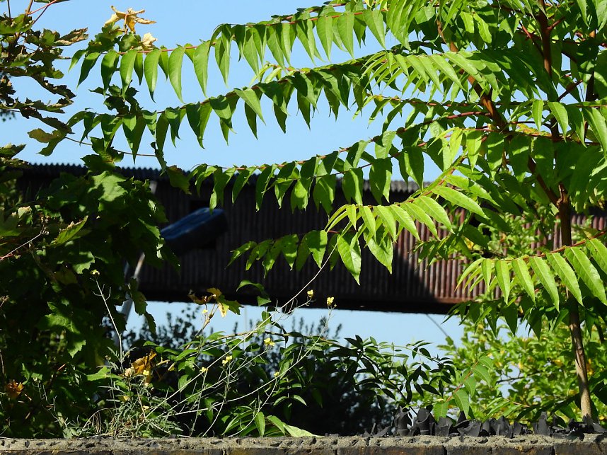 Malzfabrik K&ouml;then