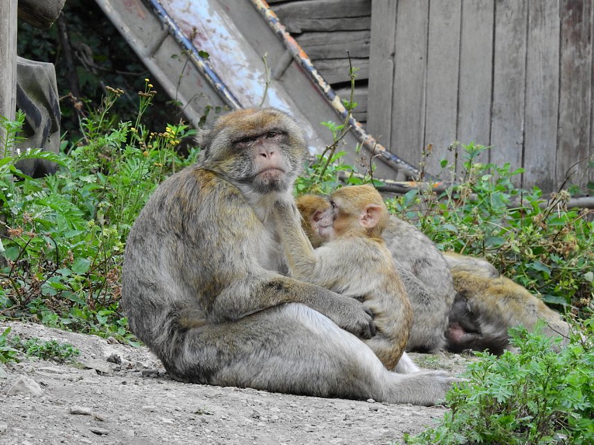 Gleich 12 mal konnte man sich im Affenwald auf dem Strau&szlig;berg &uuml;ber Nachwuchs freuen