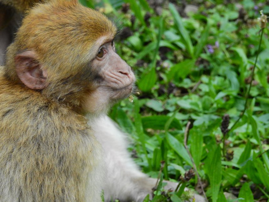 Gleich 12 mal konnte man sich im Affenwald auf dem Strau&szlig;berg &uuml;ber Nachwuchs freuen