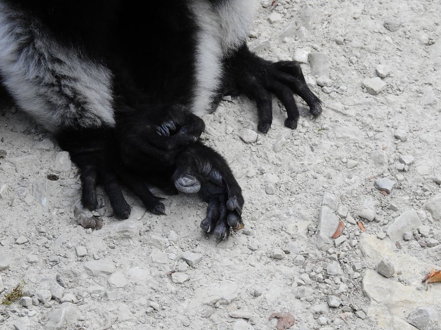 Gleich 12 mal konnte man sich im Affenwald auf dem Strau&szlig;berg &uuml;ber Nachwuchs freuen