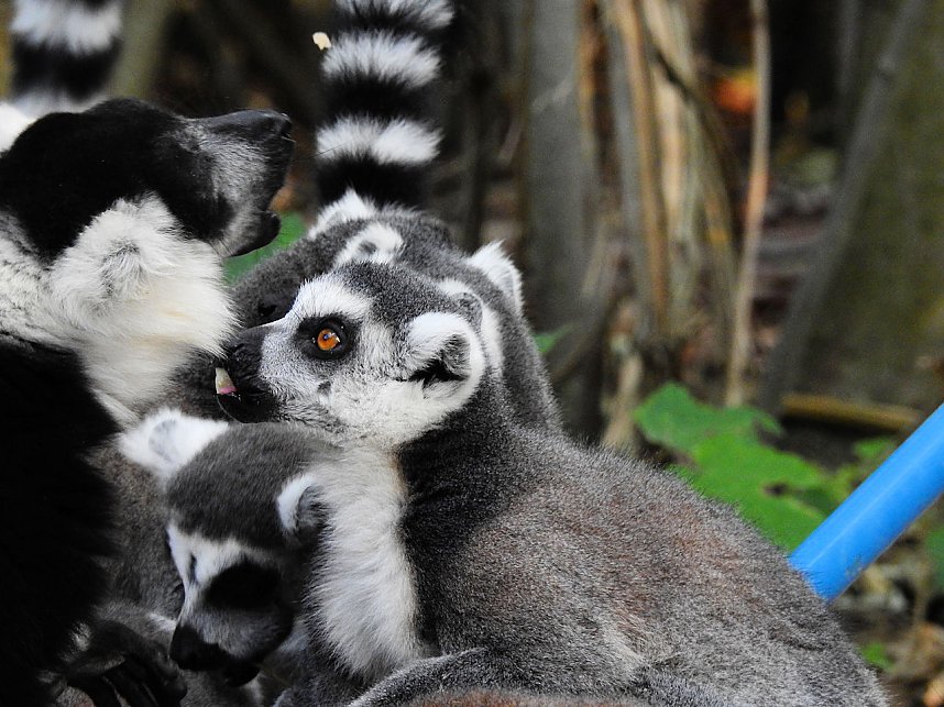 Gleich 12 mal konnte man sich im Affenwald auf dem Strau&szlig;berg &uuml;ber Nachwuchs freuen