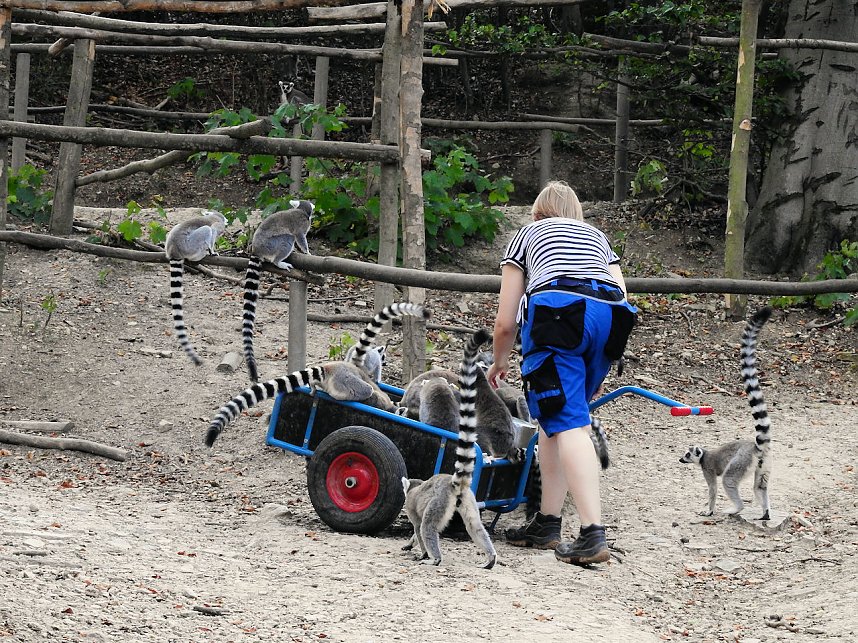 Gleich 12 mal konnte man sich im Affenwald auf dem Strau&szlig;berg &uuml;ber Nachwuchs freuen