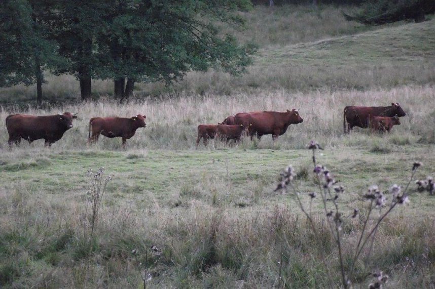 Auf den Spuren des Harzer Roten H&ouml;henviehs