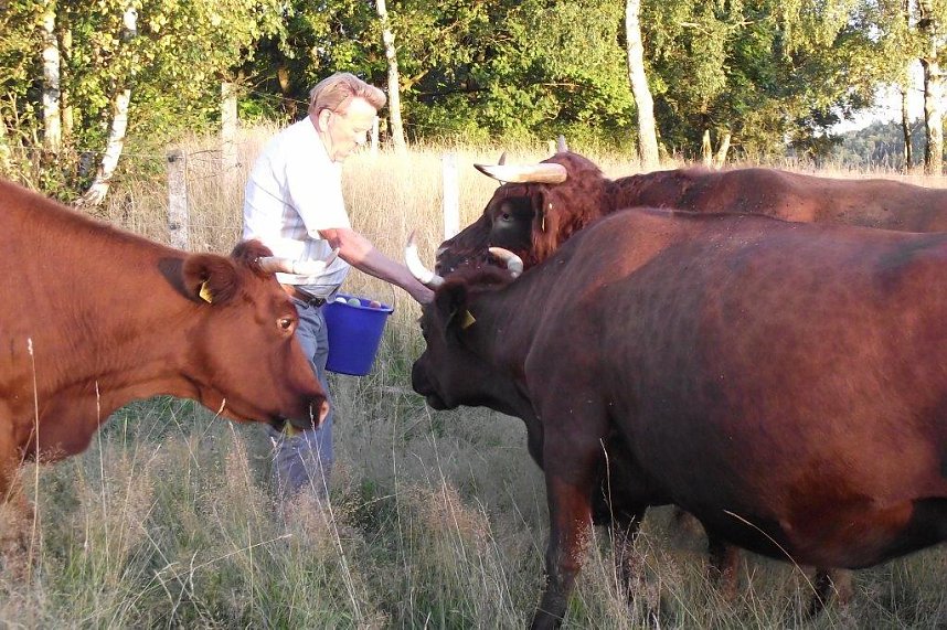 Auf den Spuren des Harzer Roten H&ouml;henviehs