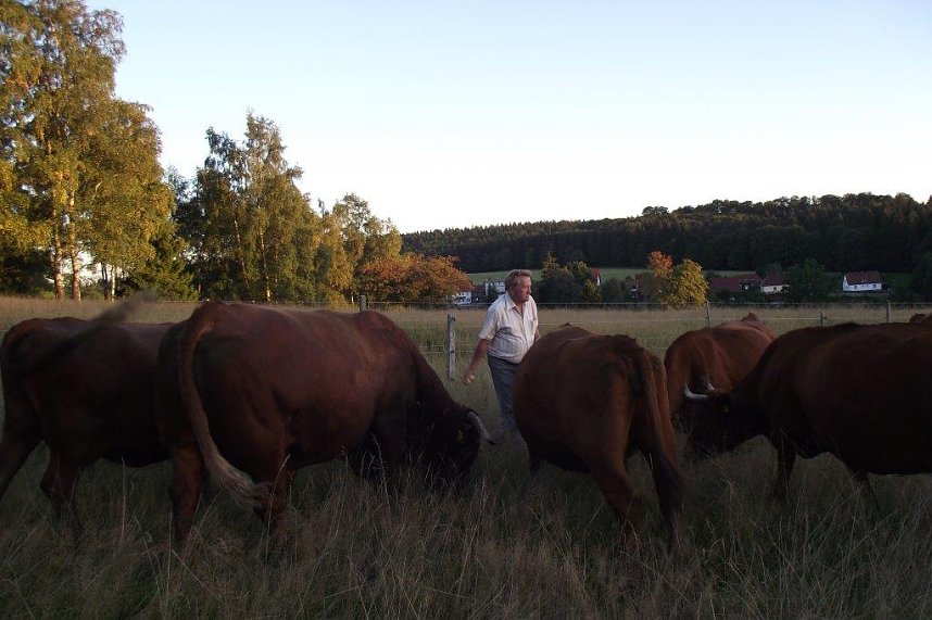Auf den Spuren des Harzer Roten H&ouml;henviehs
