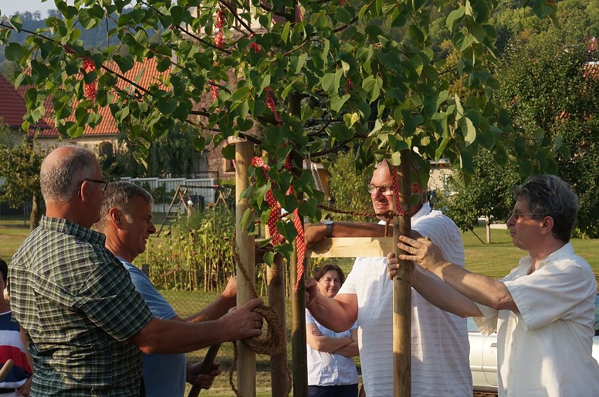 Baum pflanzen in Osterode