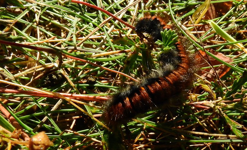 Rundgang am Sollnitzer See