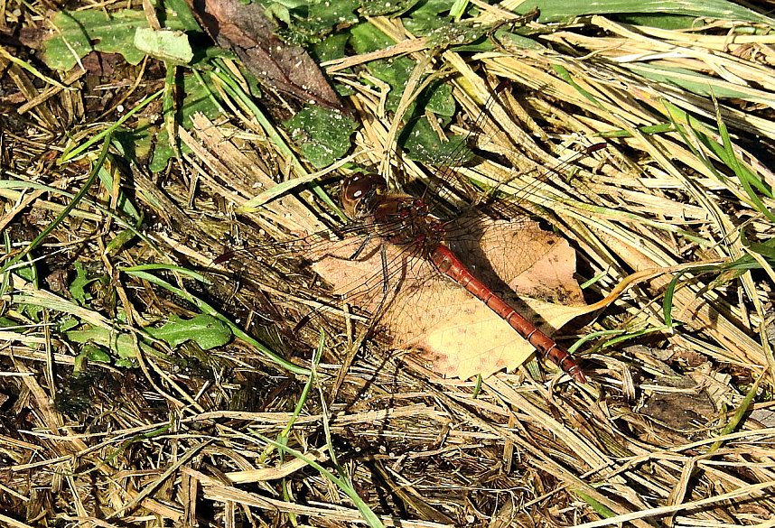 Rundgang am Sollnitzer See