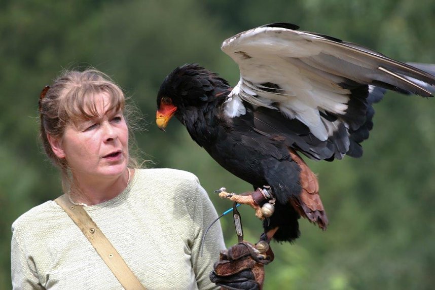Besuch im Harzfalkenhof