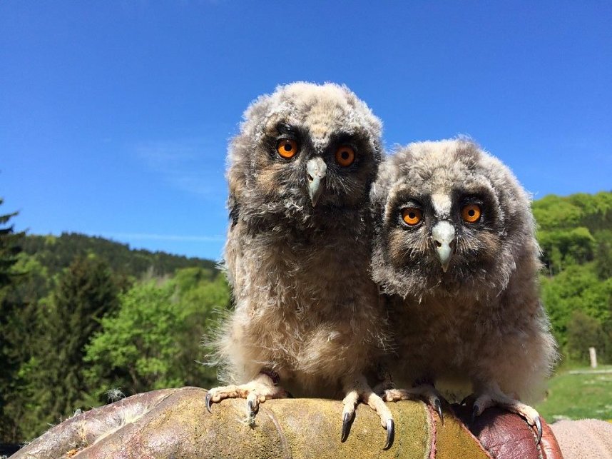 Besuch im Harzfalkenhof