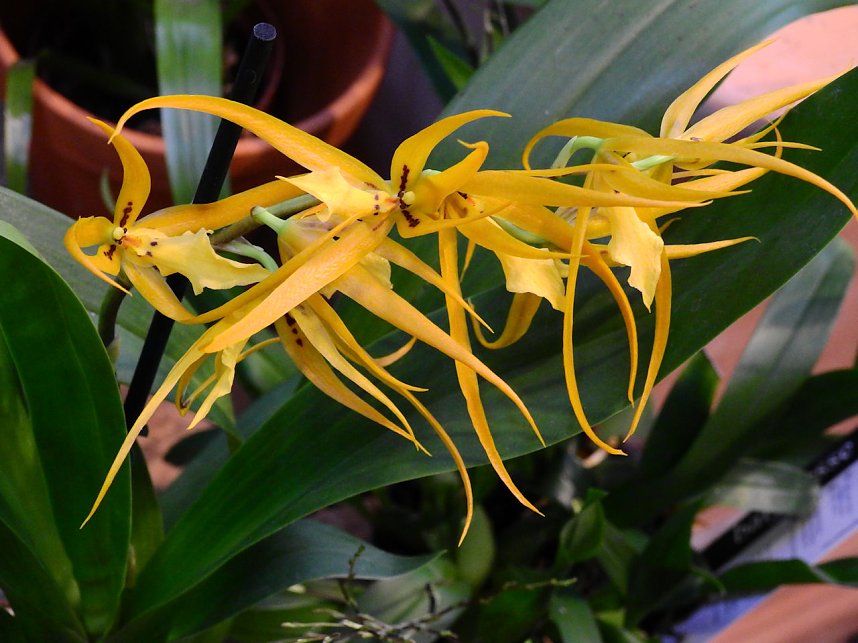 25 Jahre Keramikscheune Spickendorf