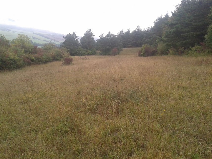 BUND pflegt Orchideenwiese