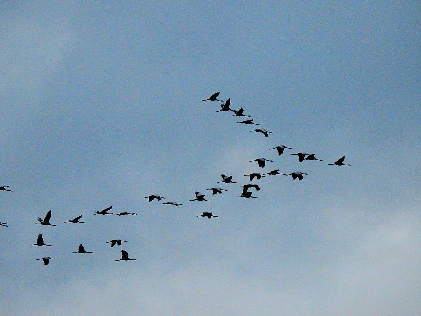 Flugshow der Kraniche